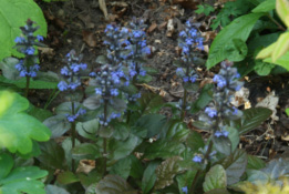 Ajuga reptansKruipend zenegroen bestellen